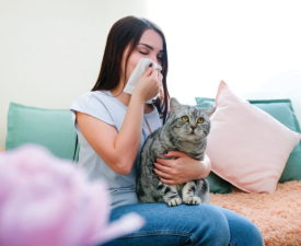 Best Cats for Allergy Sufferers